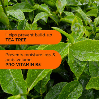 Champú Back to Balance